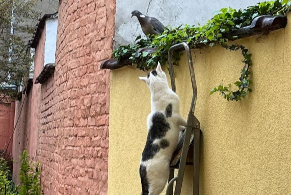 Cat Gone in Schaerbeek (Bruxelles, Belgium)  - disappearance  Pet Alert  alert #373580