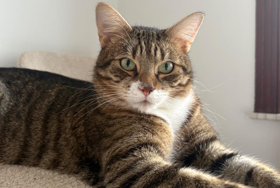 Cat Gone in Anderlecht (Bruxelles, Belgium)  - disappearance  Pet Alert  alert #378001