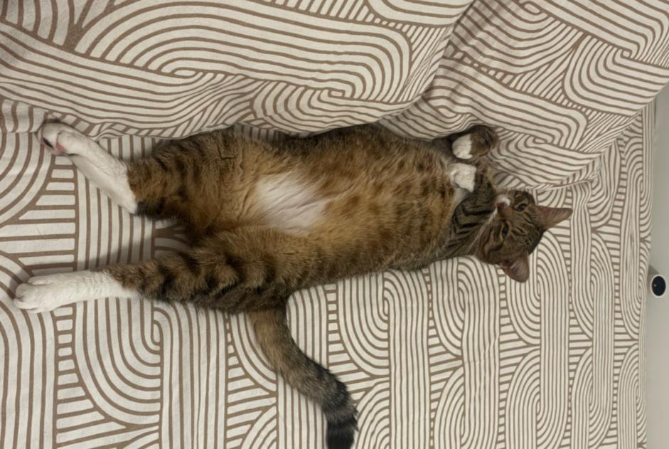 Cat Gone in Anderlecht (Bruxelles, Belgium)  - disappearance  Pet Alert  alert #378001