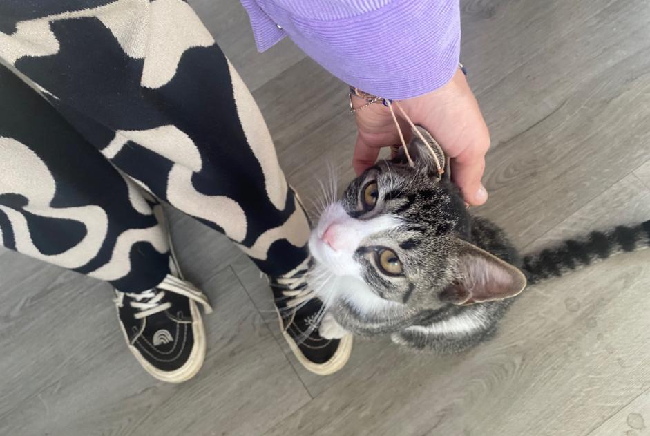 Gato Encontrado en Schaerbeek (Bruxelles, Bélgica)  - alerta Hallazgo Pet Alert n° 374973