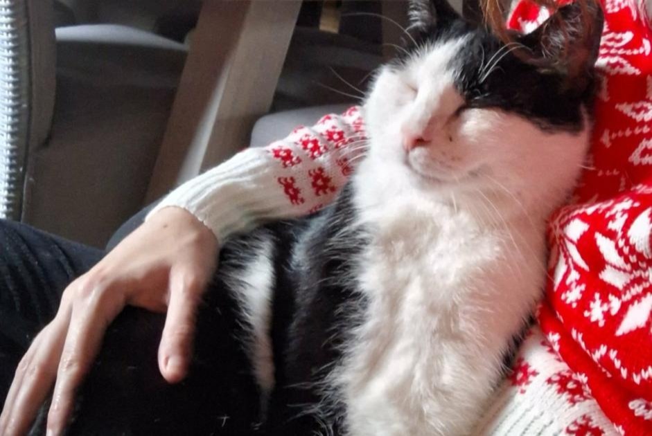 Gato Desaparecido en Tournai (Hainaut, Bélgica)  - alerta desaparición Pet Alert n° 375211