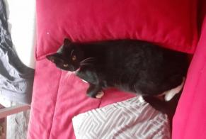 Alerte Disparition Chat  Mâle , 3 ans Namur Belgique
