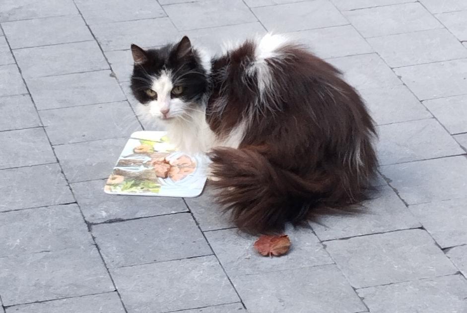 Chat Trouvé à Lierneux (Liège, Belgique) - alerte découverte Pet Alert n° 373157