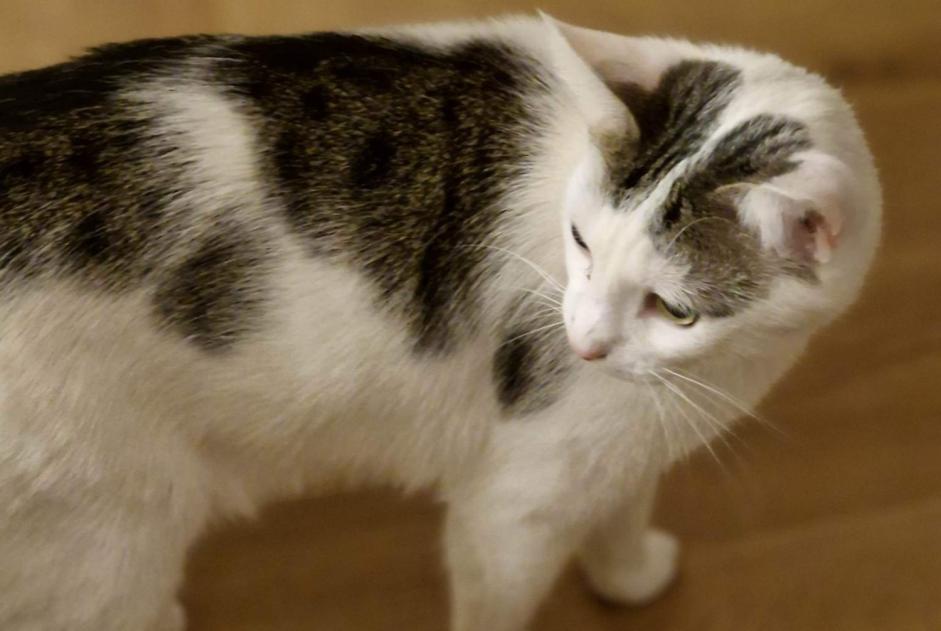 Chat Disparu à Schaerbeek (Bruxelles, Belgique) - alerte disparition Pet Alert n° 373580