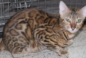 Alerte Disparition Chat  Femelle , 1 ans Walcourt Belgique