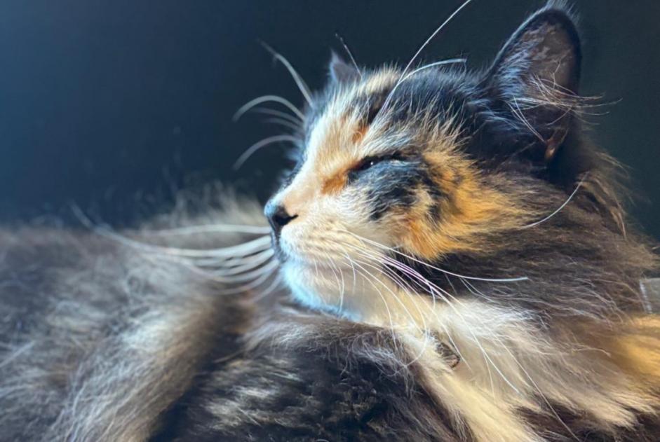 Chat Disparu à Ohey (Namur, Belgique) - alerte disparition Pet Alert n° 374847