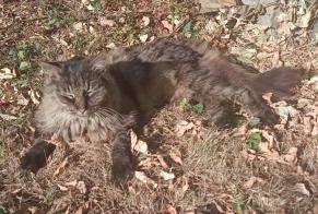 Alerte Disparition Chat Mâle , 10 ans Namur Belgique