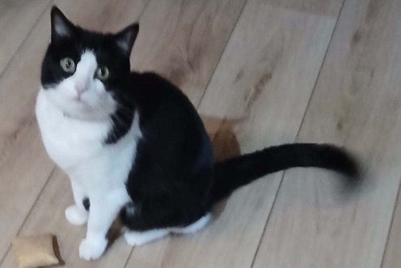 Chat Disparu à Aartselaar (Anvers, Belgique) - alerte disparition Pet Alert n° 376280