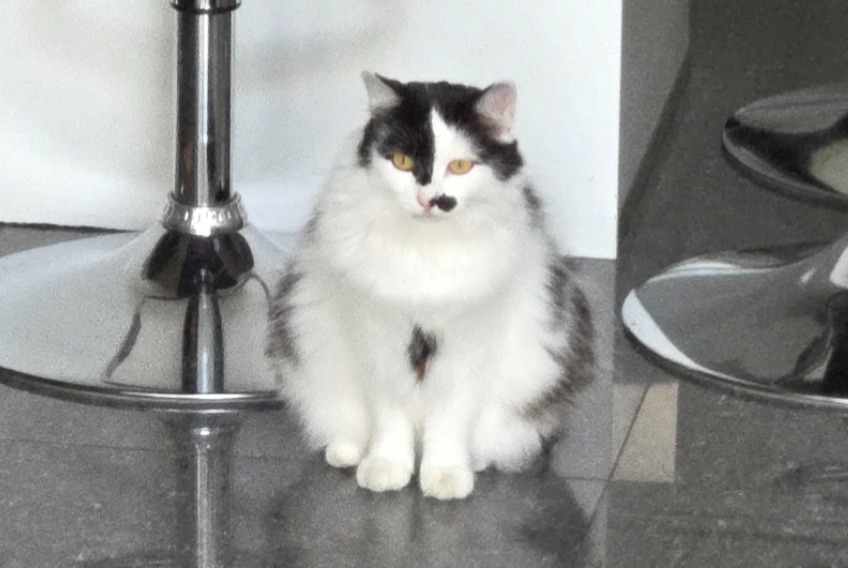 Chat Disparu à Soumagne (Liège, Belgique) - alerte disparition Pet Alert n° 376383