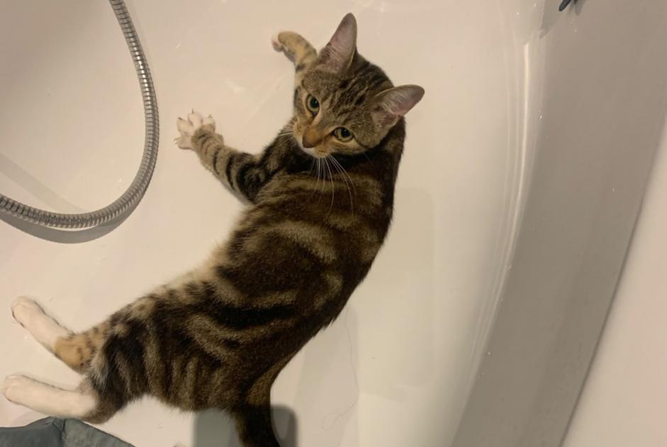 Chat Trouvé à Forest (Bruxelles, Belgique) - alerte découverte Pet Alert n° 376481