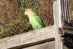 Avviso Ritrovamento Uccello Non conosciuta Neufchâteau Belgio