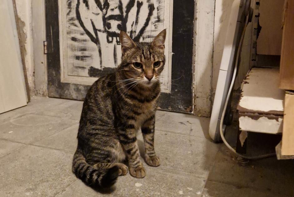 Kat Gevonden in Ixelles (Brussel, België)  - Ontdekking Pet Alert melding nr. 372370