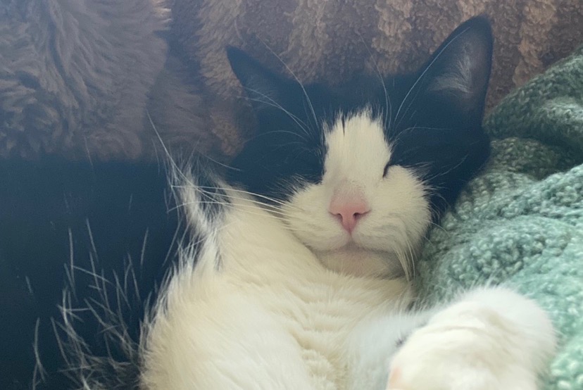 Kat Vermist in Aartselaar (Antwerpen, België)  - Verdwijning Pet Alert melding nr. 376280
