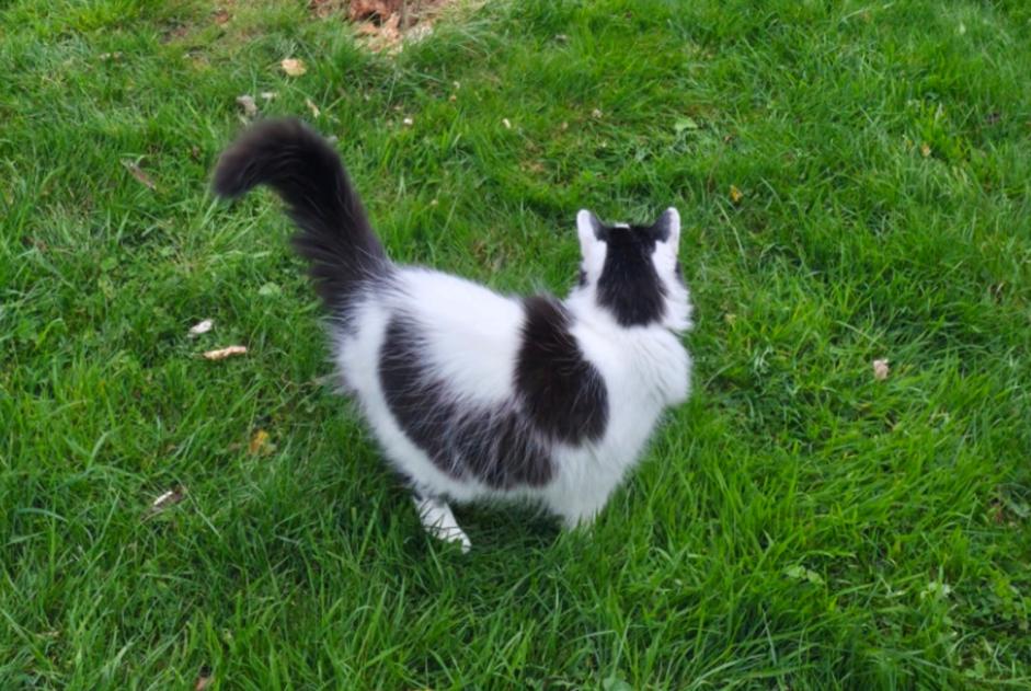 Kat Vermist in Soumagne (Luik, België)  - Verdwijning Pet Alert melding nr. 376383