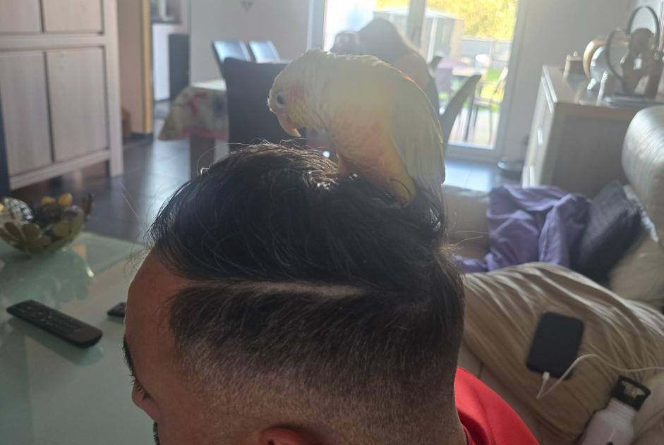 Vogel Gevonden in Colfontaine (Henegouwen, België)  - Ontdekking Pet Alert melding nr. 376421