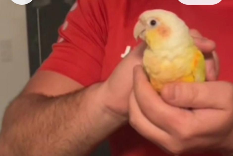 Pássaro Encontrado em Colfontaine (Hainaut, Belgium)  - alerta descoberta Pet Alert n° 376421